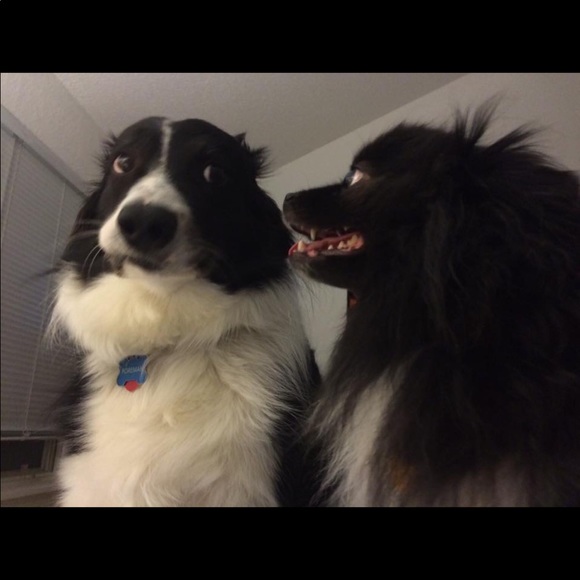 Not for sale— most of my pets, some who have passed over the Rainbow Bridge. 🥹 - Picture 15 of 16